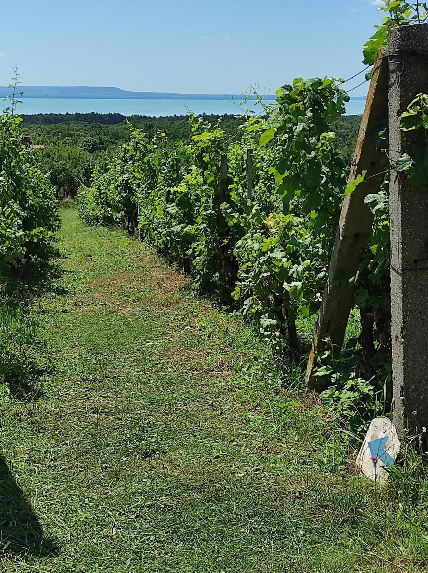 Napraszallas Vendeghaz Balatonakali Bagian luar foto